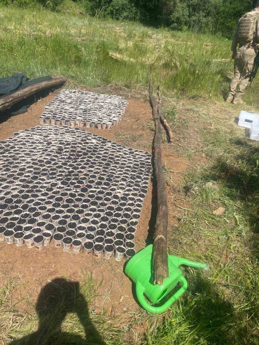 Genç'te 2 bin 900 kök kenevir ele geçirildi