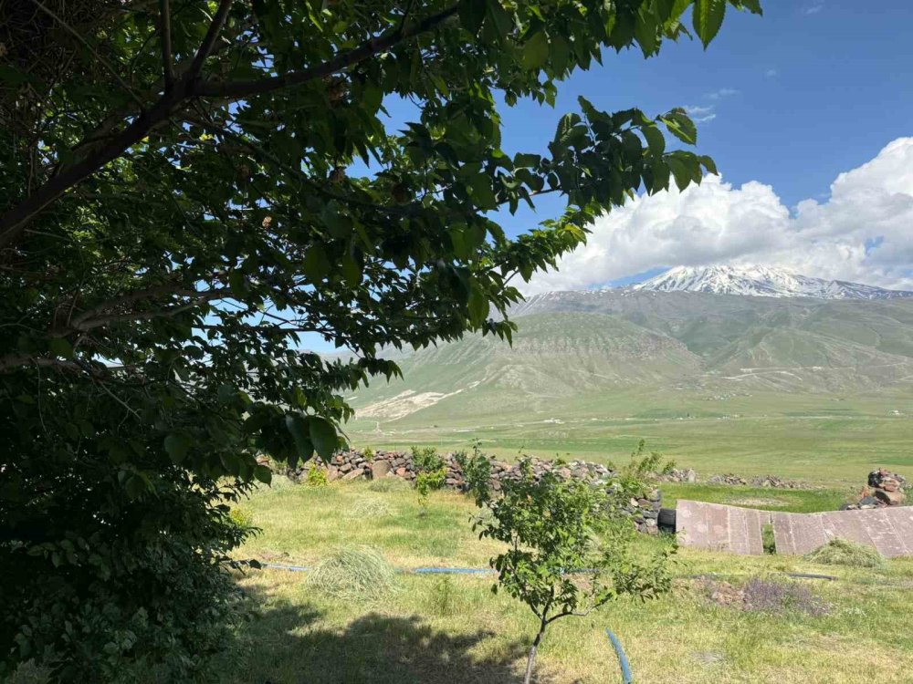 Iğdır’da çorak arazi ağaçlarla yeşerdi