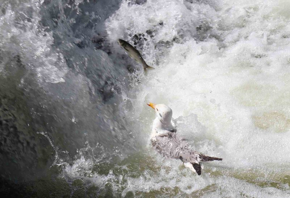 İnci kefalinin yaşam mücadelesi objektiflere yansıdı