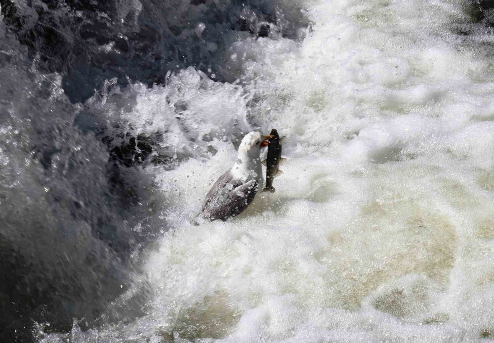 İnci kefalinin yaşam mücadelesi objektiflere yansıdı