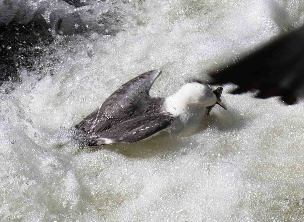 İnci kefalinin yaşam mücadelesi objektiflere yansıdı