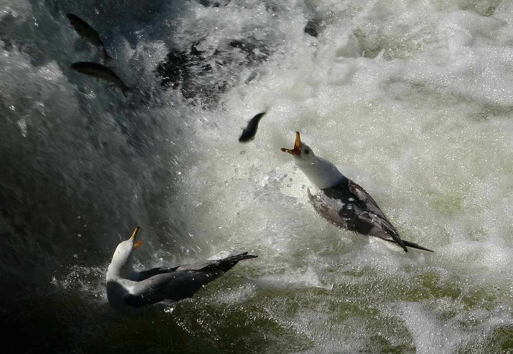İnci kefalinin yaşam mücadelesi objektiflere yansıdı
