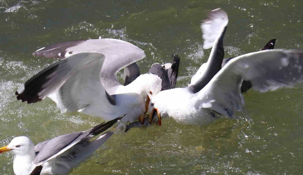 İnci kefalinin yaşam mücadelesi objektiflere yansıdı