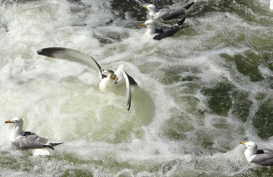 İnci kefalinin yaşam mücadelesi objektiflere yansıdı