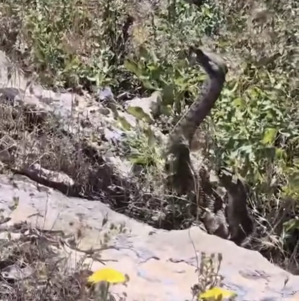 Kamerayla çektiği yılanın saldırısına uğradı