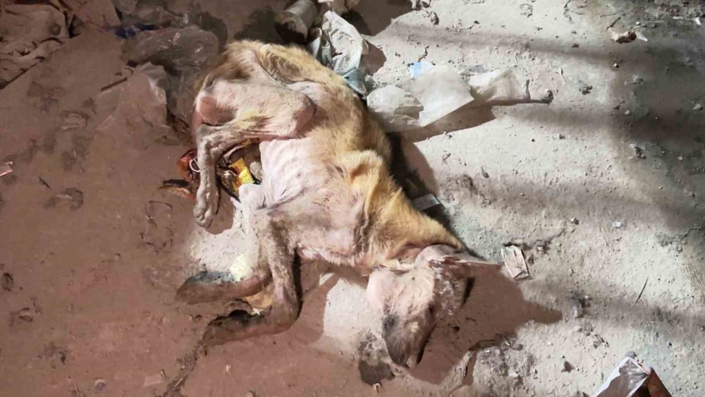 Kızıltepe'de ölmek üzere bulunan köpek tedavi altına alındı