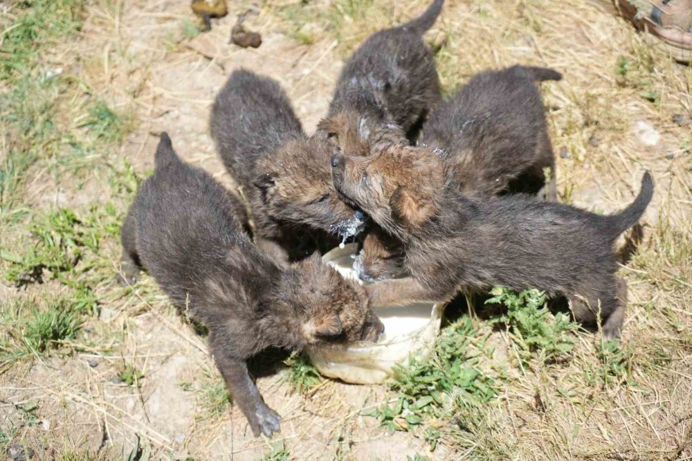 Muş’ta çoban kardeşler yaylada ölmek üzere olan kurt yavrularını kurtardı