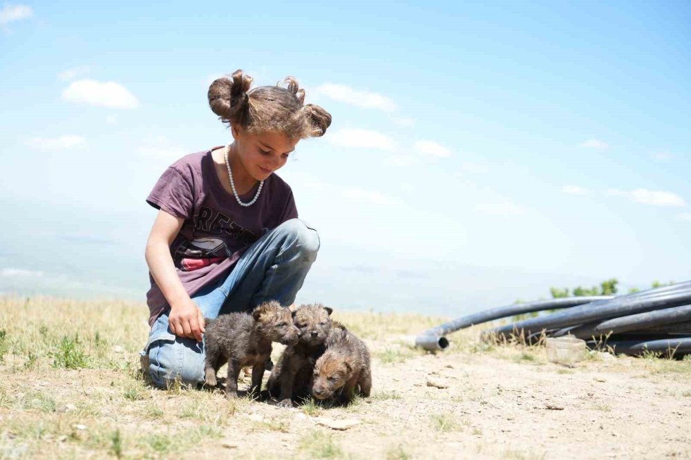 Muş’ta çoban kardeşler yaylada ölmek üzere olan kurt yavrularını kurtardı