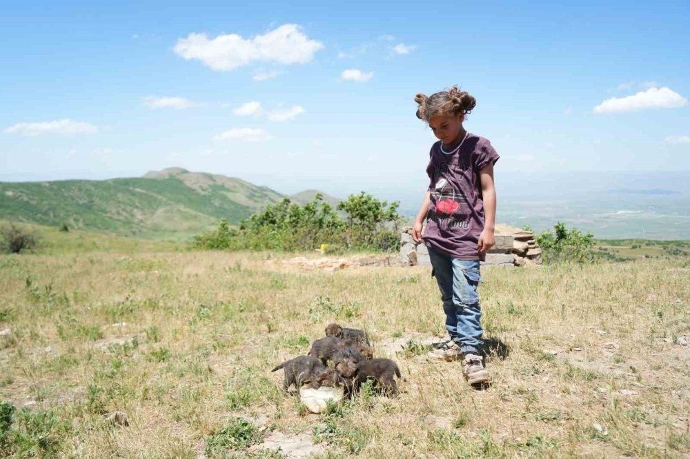Muş’ta çoban kardeşler yaylada ölmek üzere olan kurt yavrularını kurtardı