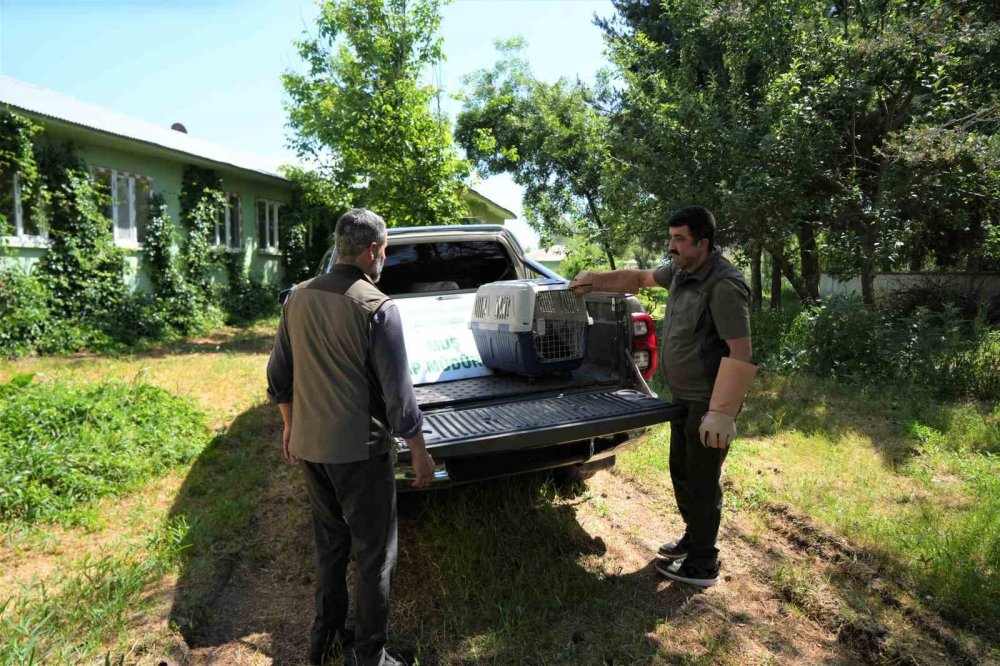 Yaylada bulunan 4 kurt yavrusu koruma altına alındı