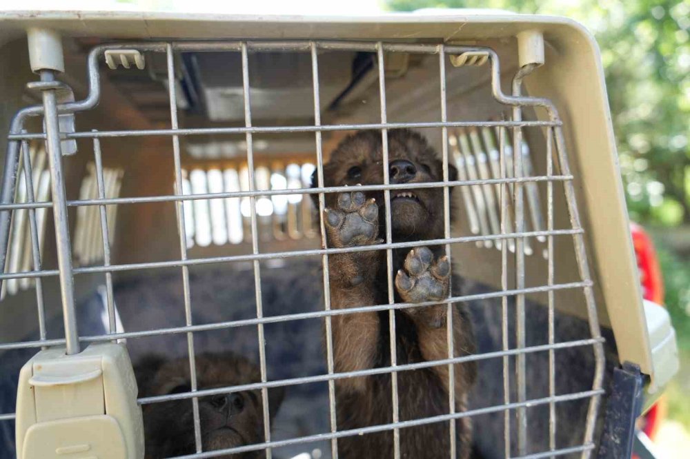 Yaylada bulunan 4 kurt yavrusu koruma altına alındı