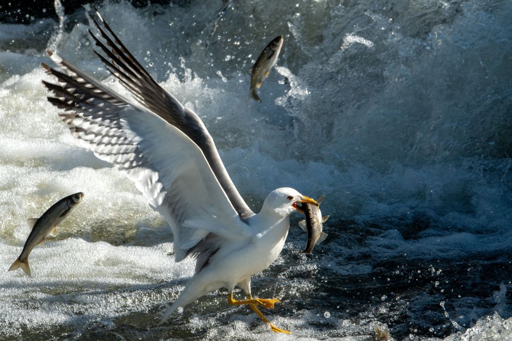 Bayramda 7/24 inci kefali denetimi yapılıyor