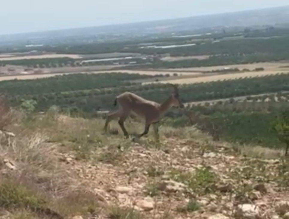 Malatya’da sürü halindeki yaban keçileri görüldü
