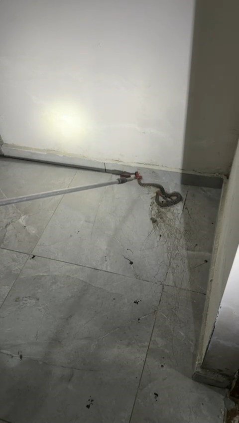 Apartmanda görülen yılan paniğe neden oldu
