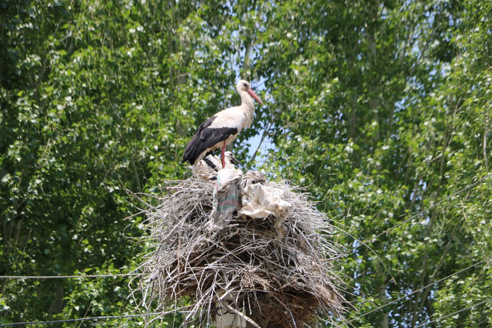 Köprücük köyünde leylekler 22 yıldır aynı yuvada
