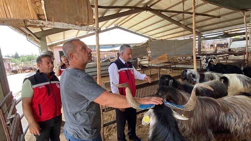 Kurbanlık hayvan nakliyesi sıkı denetimde