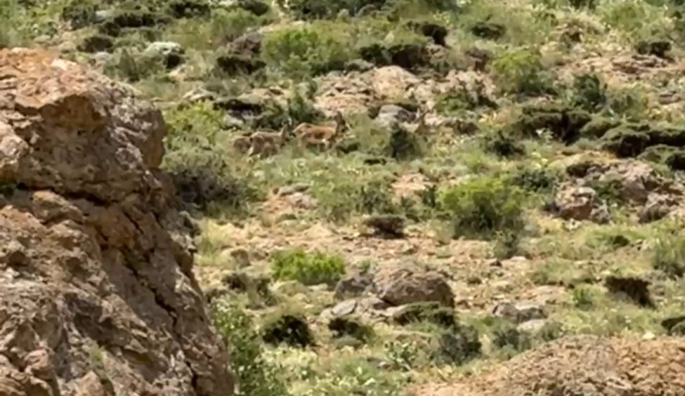 Yüksekova’da dağ keçileri görüntülendi