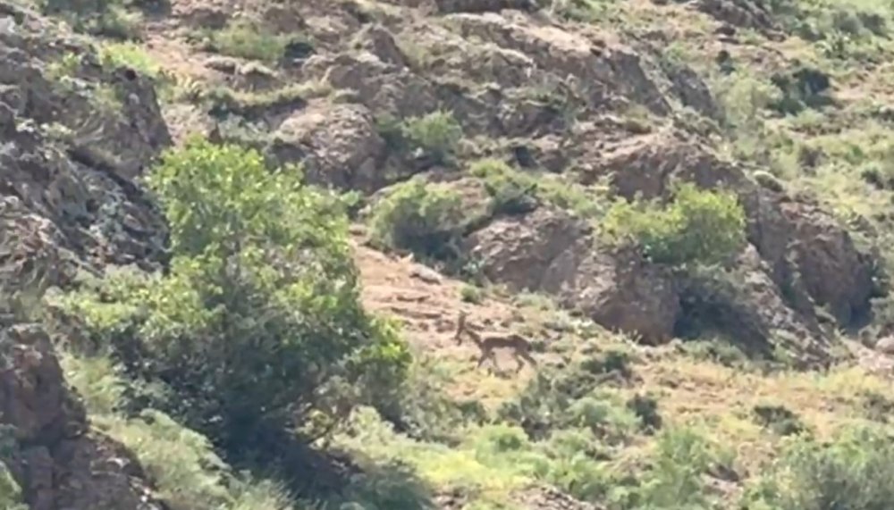 Yüksekova’da dağ keçileri görüntülendi