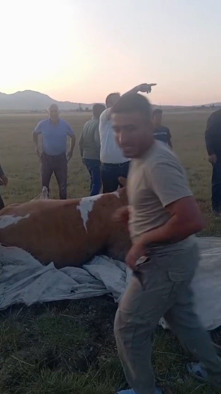 Arin Gölü’nde mahsur kalan inek kurtarıldı