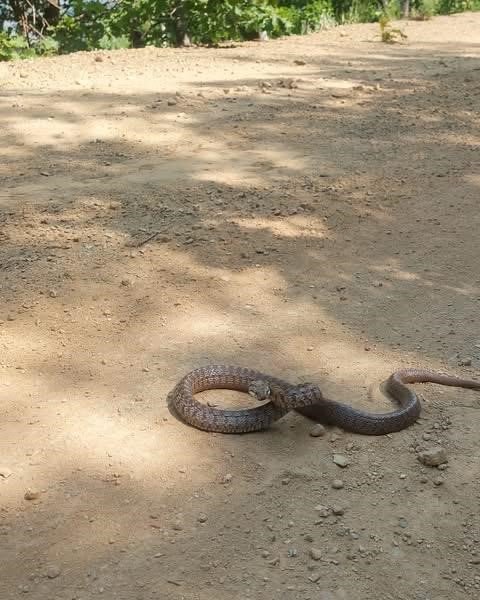 Kafkas yılanı kameraya saldırdı