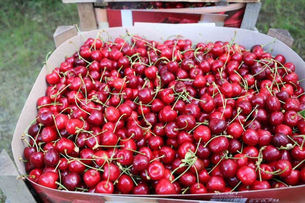 Kiraz bahçelerinde hasat başladı