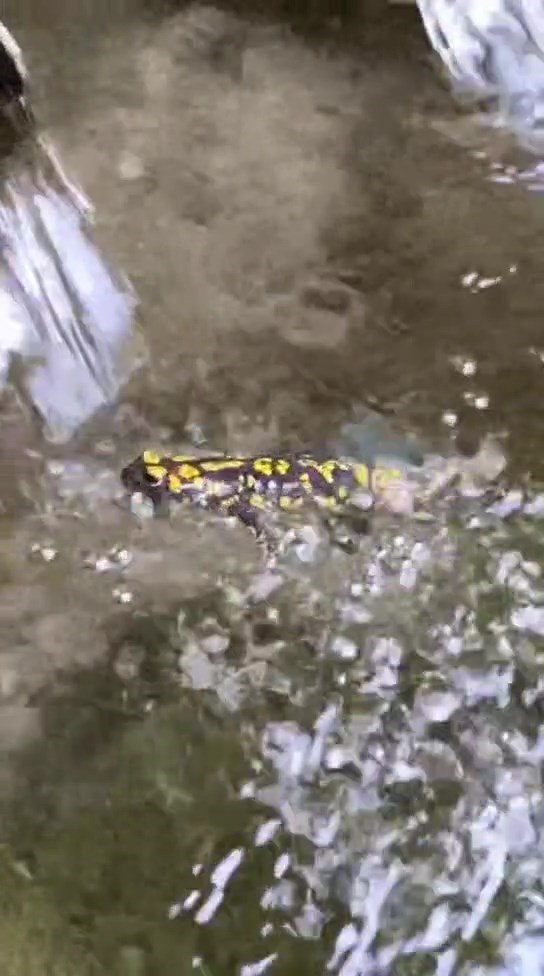 Palu'da benekli semender görüntülendi