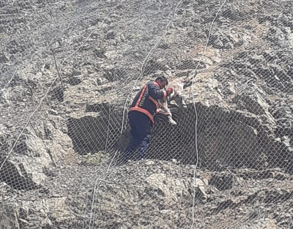 Pütürge'de ağa takılan 2 yaban keçisi kurtarıldı