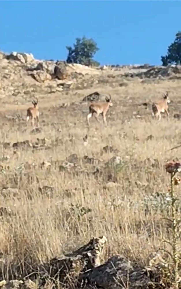 Nesli tehdit altındaki dağ keçileri Mazıdağı kırsalında görüntülendi
