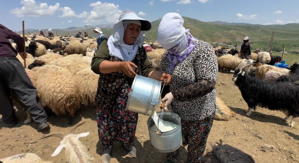 Suüstü köyünde koyun kırkma mesaisi başladı