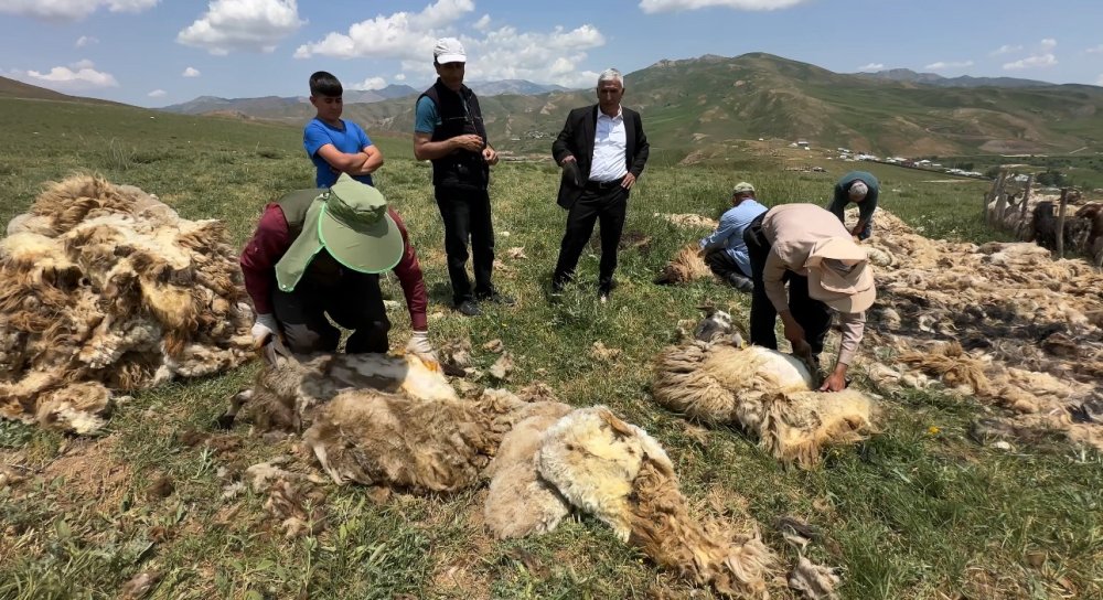 Suüstü köyünde koyun kırkma mesaisi başladı