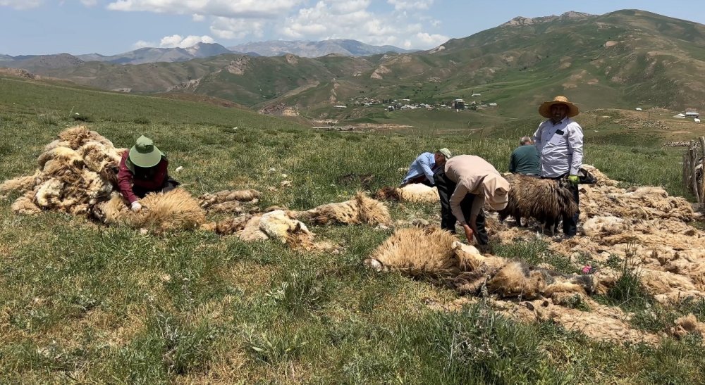Suüstü köyünde koyun kırkma mesaisi başladı