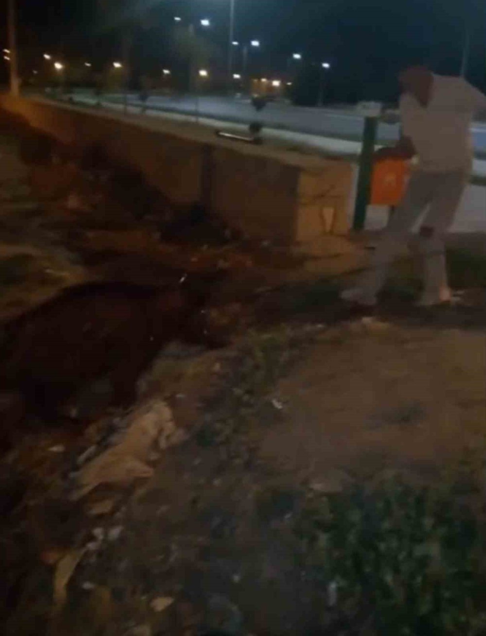 Yürüyüş yapan gençler, kanaldaki yaban domuzlarını kurtardı