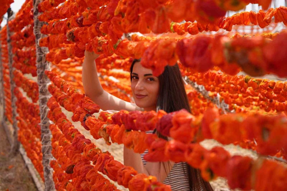 Antep’te kurutmalık sezonu başladı