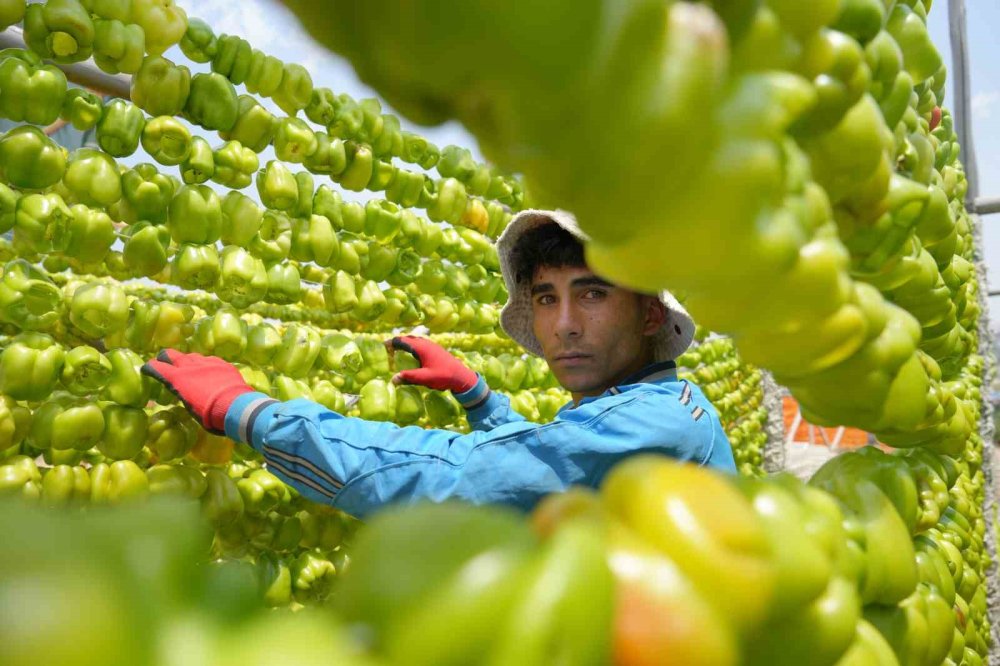 Antep’te kurutmalık sezonu başladı