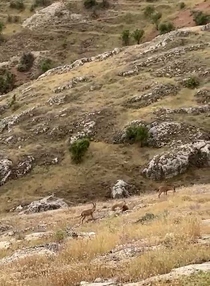 Elazığ’da dağ keçileri sürü halinde görüntülendi