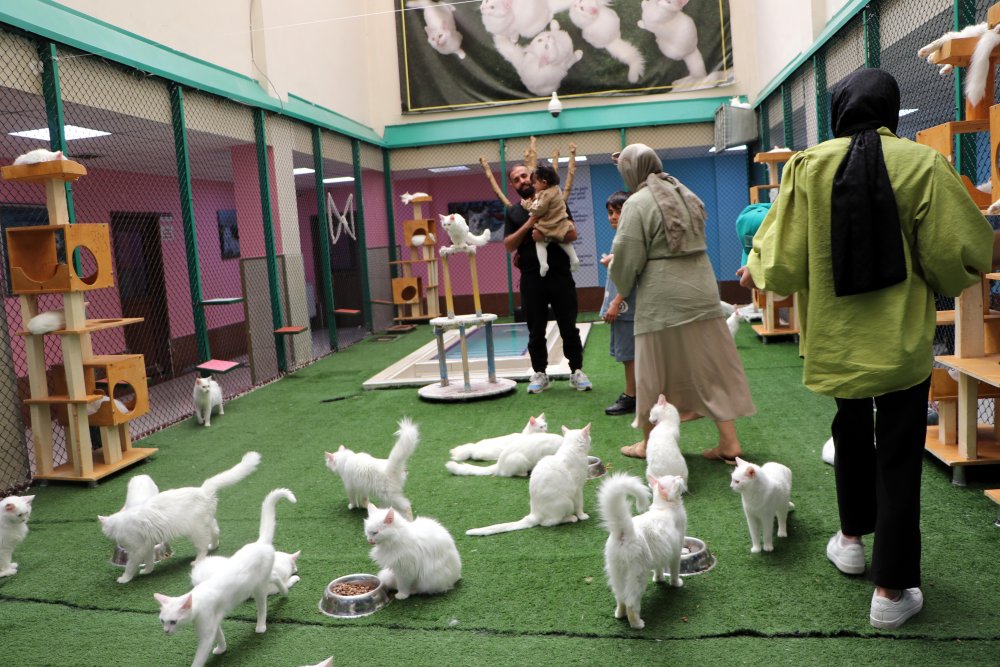 Van Kedi Villası'na 55 yeni üye katıldı