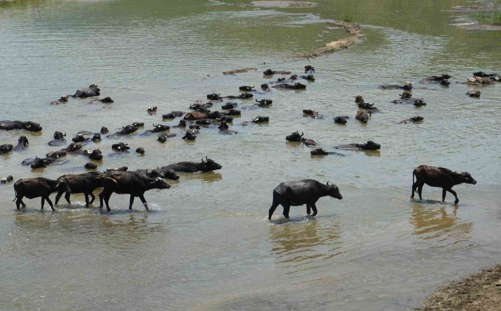 Hasköy'de mandalar serin suya girerek hastalıklara karşı kendini koruyor
