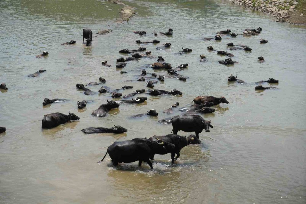 Hasköy'de mandalar serin suya girerek hastalıklara karşı kendini koruyor