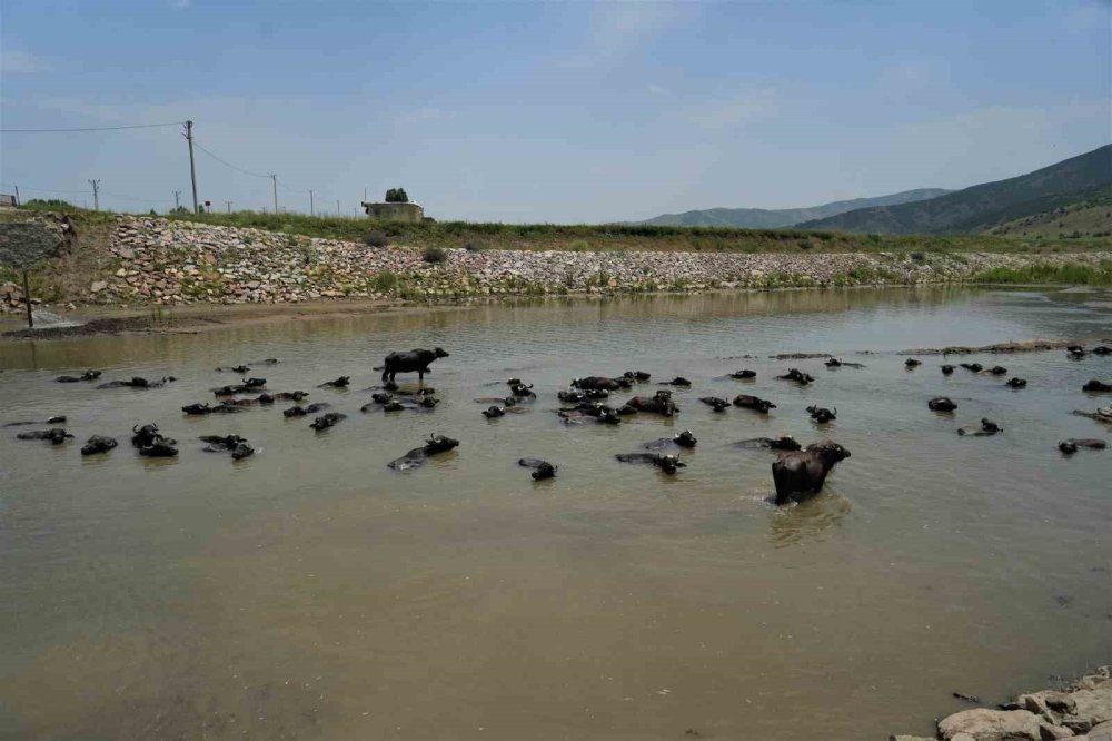 Hasköy'de mandalar serin suya girerek hastalıklara karşı kendini koruyor