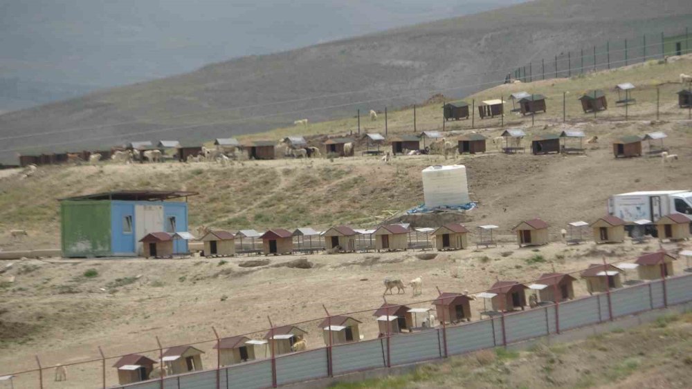 Van'da faaliyet gösteren hayvan barınağında dehşete düşüren görüntüler