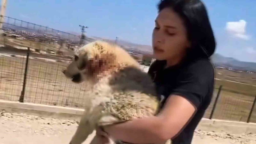 Van'da faaliyet gösteren hayvan barınağında dehşete düşüren görüntüler