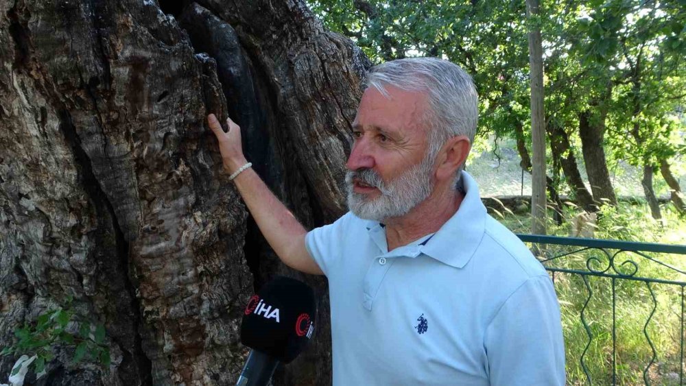 800 yıllık "Menengiç ağacı" zamana direniyor