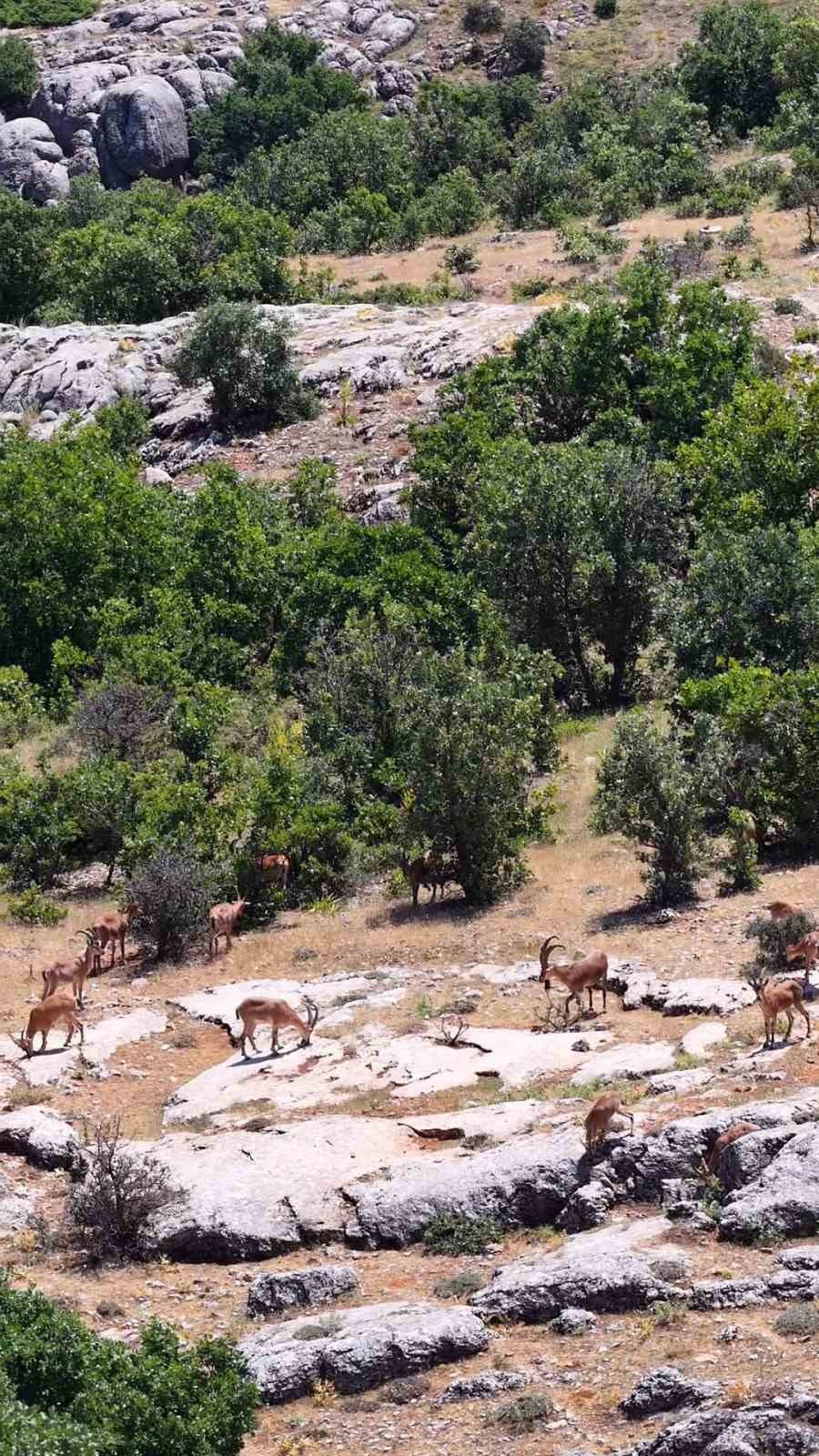 Elazığ’da dağ keçileri, görüntüleri ile hayran bıraktı