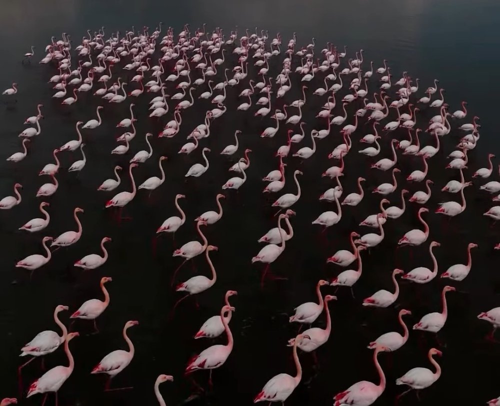 Erçek Gölü flamingoları ağırlamaya devam ediyor