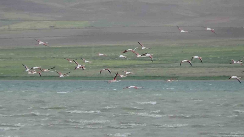 Erçek Gölü flamingoları ağırlamaya devam ediyor