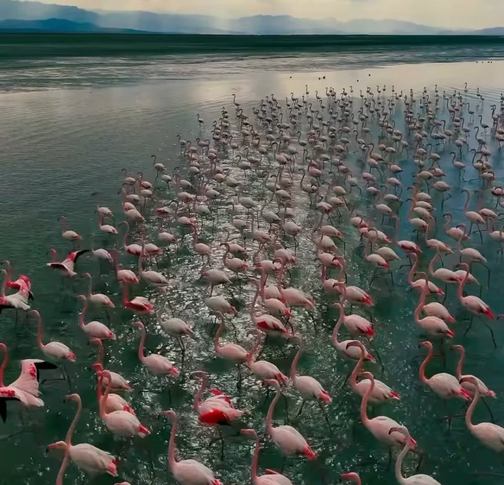 Erçek Gölü flamingoları ağırlamaya devam ediyor