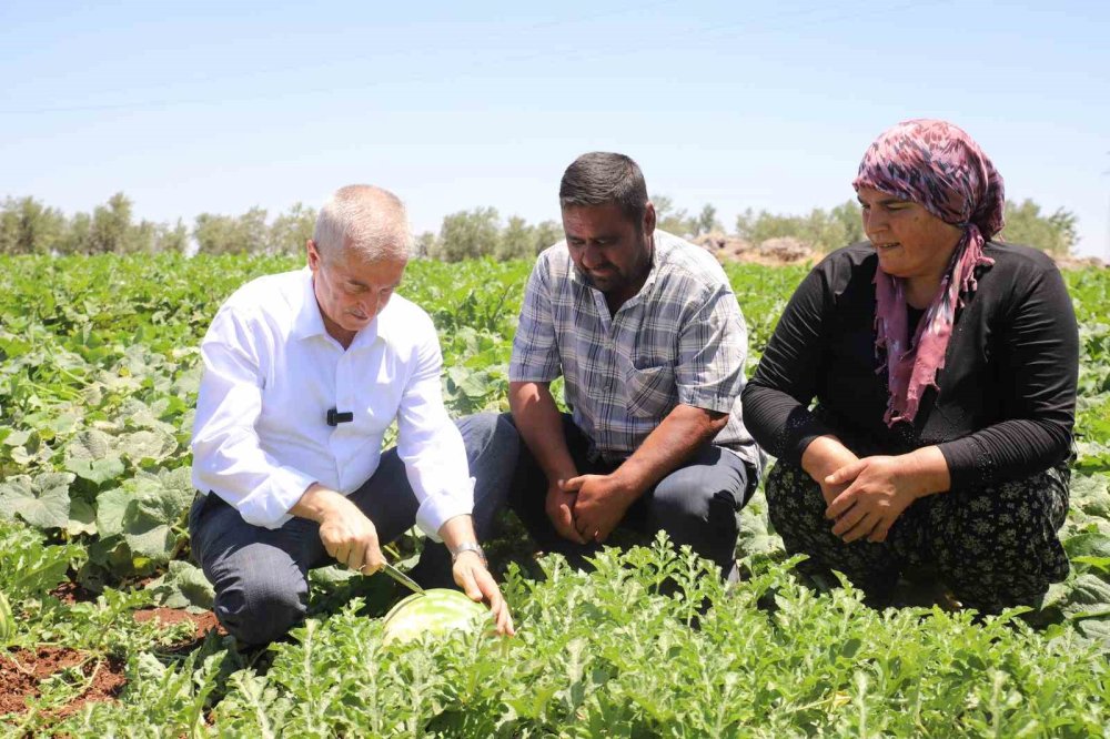 Antep’te domates, biber, patlıcan, salatalık, kavun ve karpuz hasadı başladı