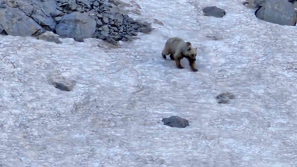 Hakkari’de dağcılar ayı ve dağ keçisi görüntüledi