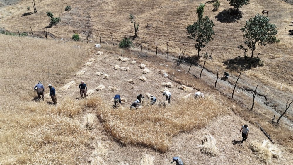 Traktörle gidilemeyen tarlalardaki buğdaylar orakla biçiliyor