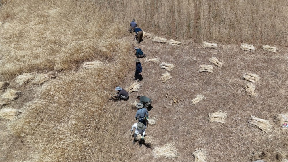 Traktörle gidilemeyen tarlalardaki buğdaylar orakla biçiliyor